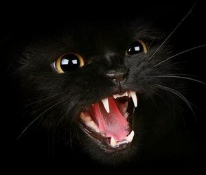 Чёрная кошка, суеверия