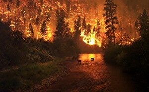 Лето Жара Лесной пожар_Small